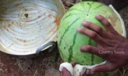 青海藏族网红吃瓜,揭秘高原生活趣味瞬间