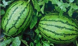 哪里有免费吃瓜,让你畅享夏日清凉