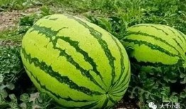 哪里有免费吃瓜,让你畅享夏日清凉